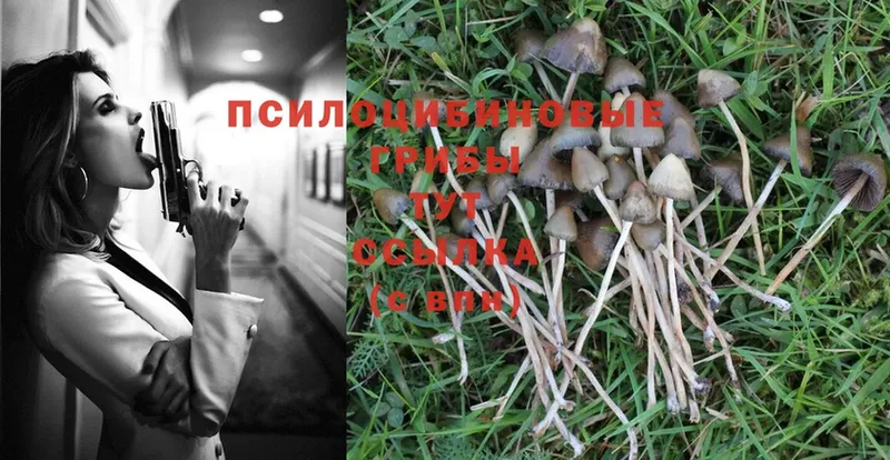 кракен   Губкин  Псилоцибиновые грибы Magic Shrooms 